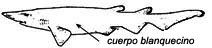 Apristurus aphyodes _01.jpg